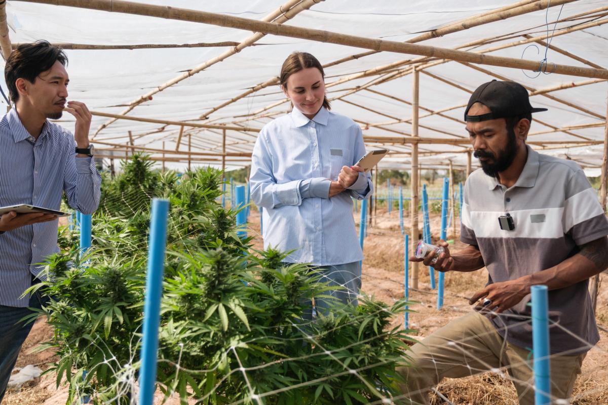 hemp industry