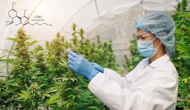 Hemp Industry